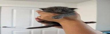 Maine Coon 1