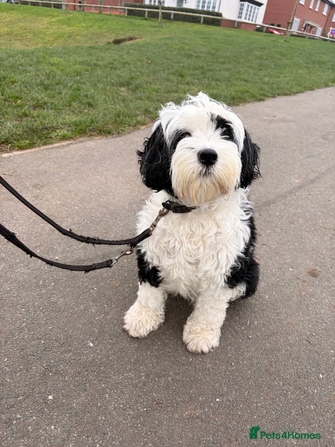 Tibetan Terrier dogs for sale: Beautiful Tibetan Terriers - Advert 4