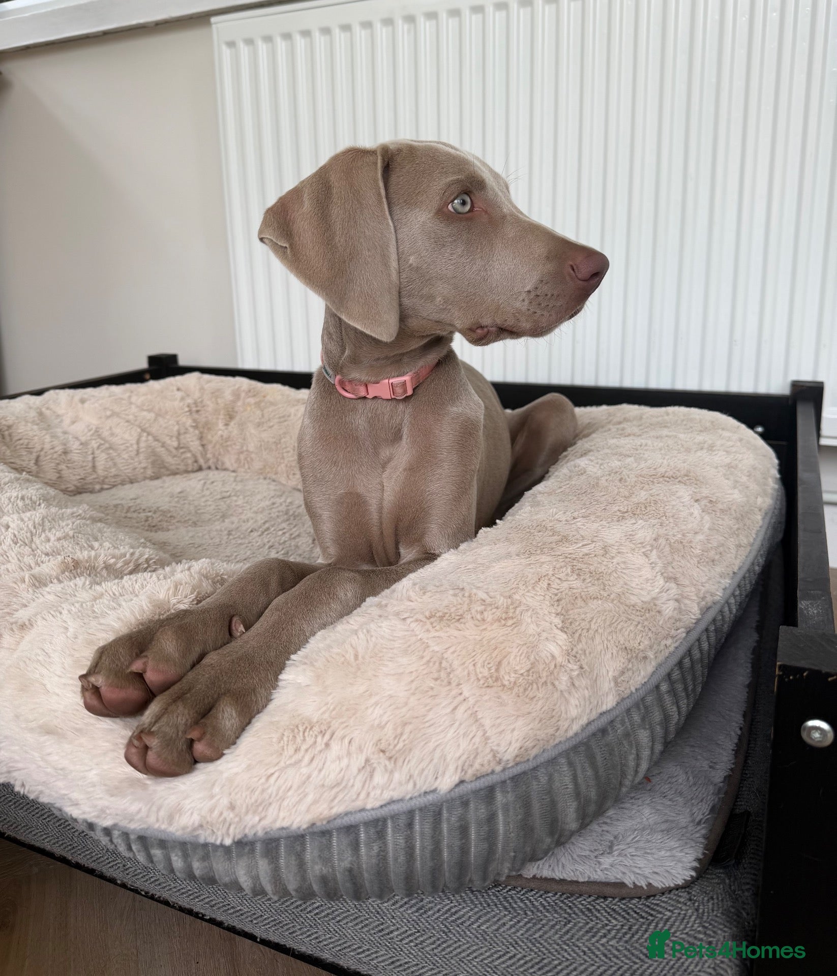 Weimaraner dogs Female Weimaraner pup - Advert 1
