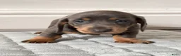 Dachshund dogs for sale: Beautiful Dachshund  in Nelson - Advert 11
