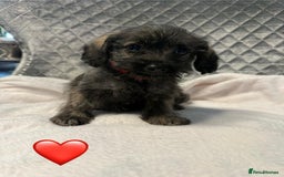 Schnoodle dogs for sale: Beautiful Schnoodle Puppies For Sale - Image 19