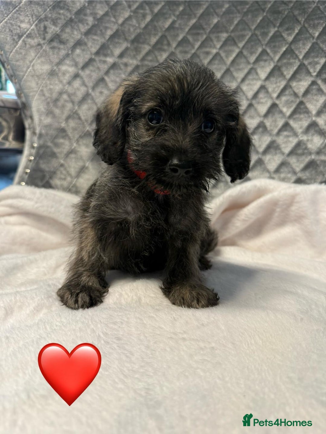 Schnoodle dogs for sale: Beautiful Schnoodle Puppies For Sale - Image 19