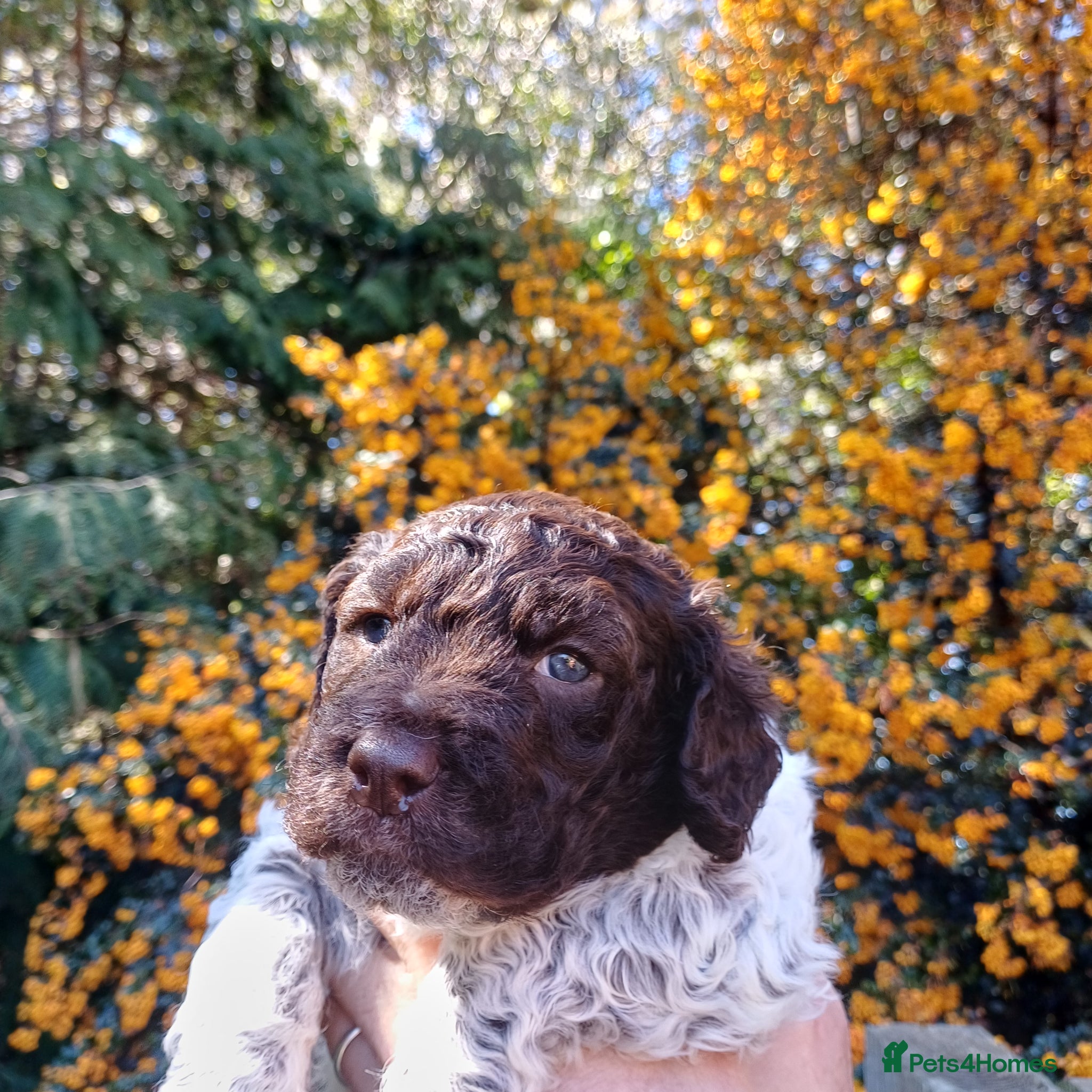 Lagotto Romagnolo dogs Lagotto Romagnolo Italian Water Dogs - Advert 1