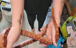 Corn Snake reptiles for sale: corn snakes - Image 3