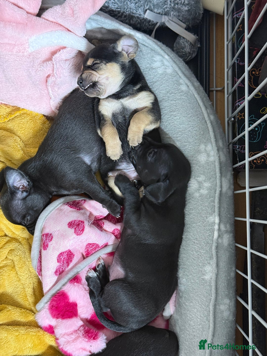 Chihuahua dogs for sale: Chihuahua Boys  - Image 28