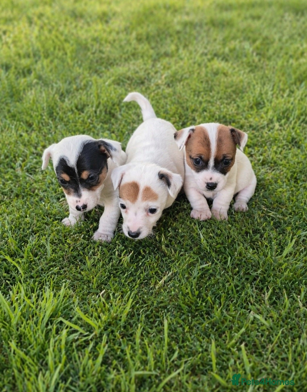 Jack Russell dogs Beautiful litter of tiny jack russle puppy's  - Advert 8