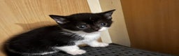 Mixed Breed cats for sale: Adorable Fluffy Kittens - Advert 12
