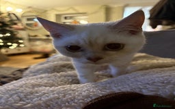 British Shorthair cats for sale: Kittens needing home now🐾 - Advert 3