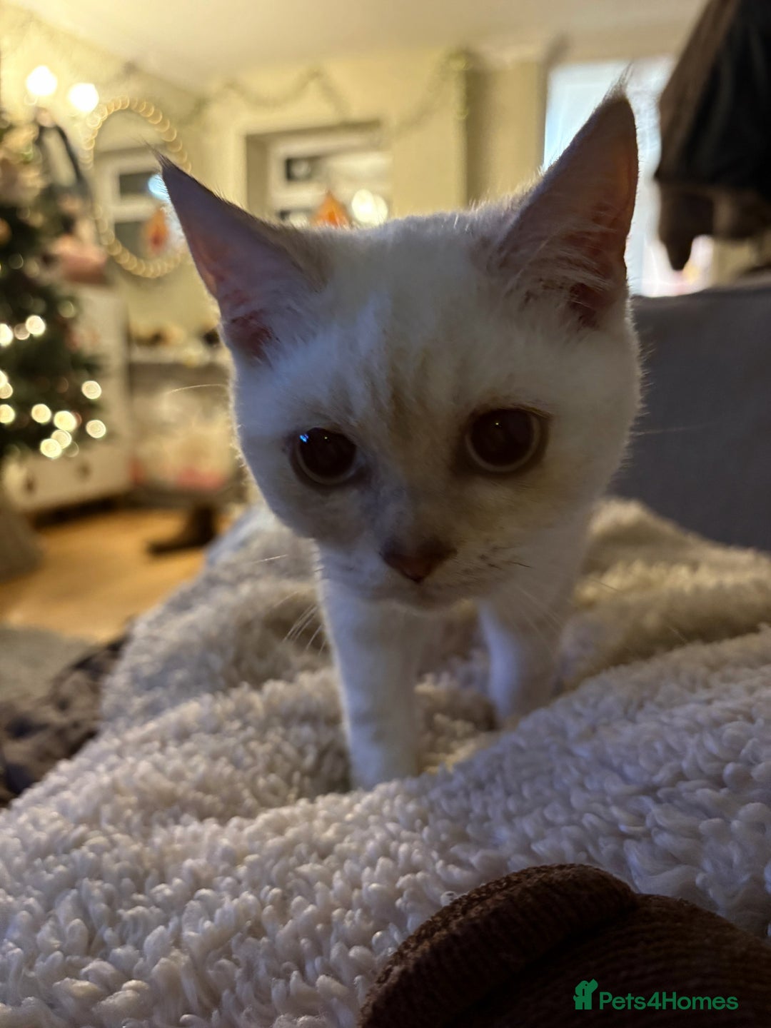 British Shorthair cats for sale: Kittens needing home now🐾 - Advert 3