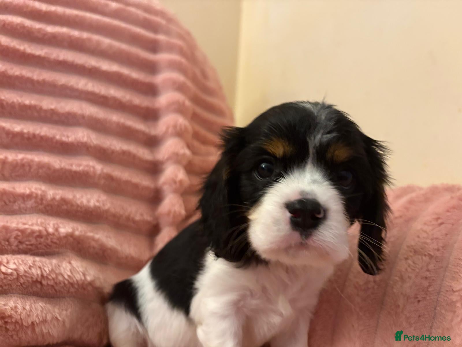 Cavalier King Charles Spaniel dogs DNA Tested Cavalier King Charles Spaniels Puppies - Advert 1