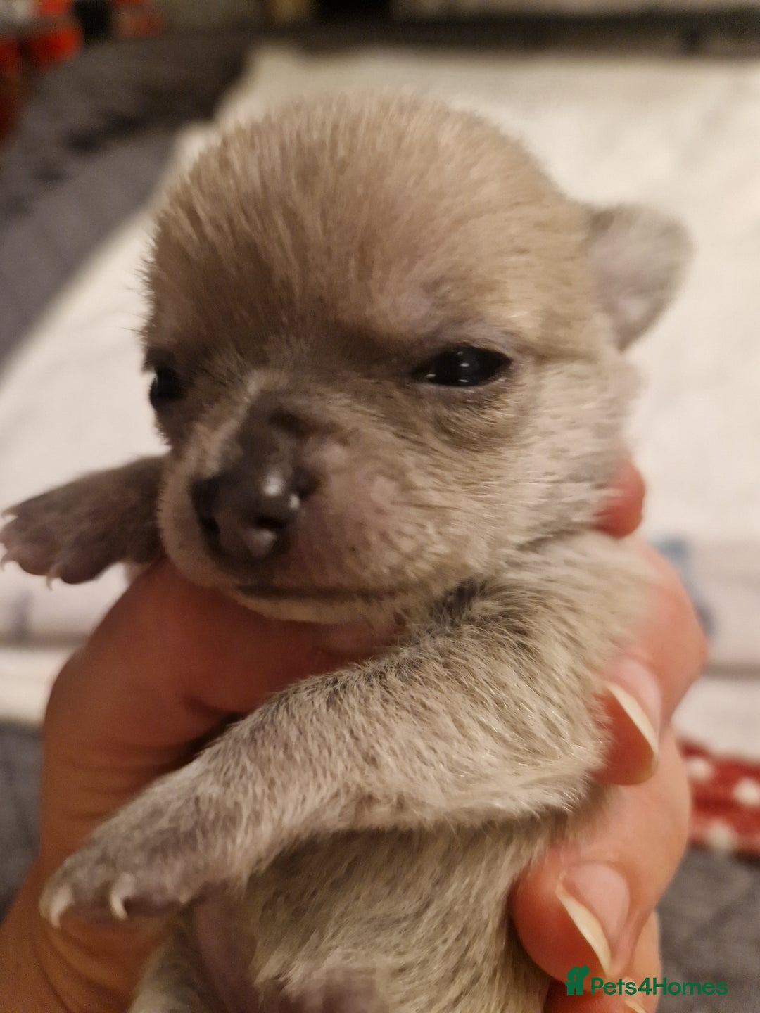Chihuahua dogs for sale: Female Puppies  - Image 4