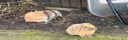 English Lop rabbits for sale: 3 Lops Free to Good Home in Doncaster - Advert 4