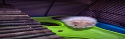 Hamster rodents for sale: Young hampster with cage, food and accessories  in Golspie - Advert 2
