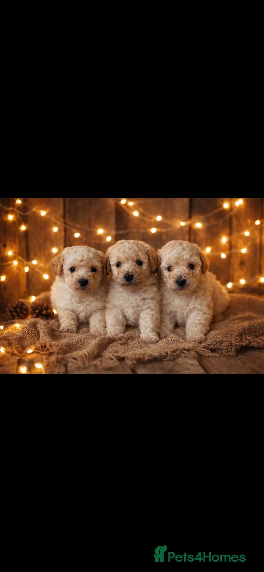 Miniature Poodle dogs for stud: KC miniature silver poodle STUD ONLY  - Advert 5
