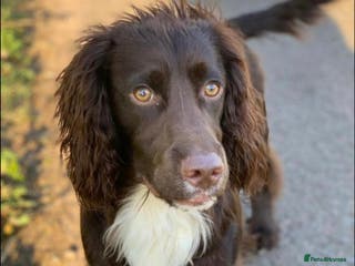 Cocker Spaniel dogs Health tested kc working cocker spaniel STUD in Walsall - Advert 8