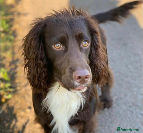 Cocker Spaniel dogs in Walsall - Advert 1
