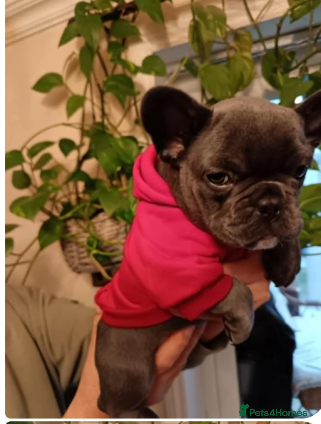 French Bulldog dogs for sale: French bulldog female blue colour - Advert 5