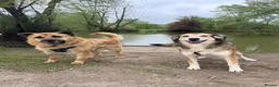 Mixed Breed dogs for adoption: Jewel is looking for her forever family! - Advert 4