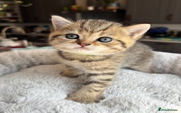 British Shorthair cats for sale: 💎Rare BSH Kittens💎Pedigree Champion Blood Line💎 - Image 19