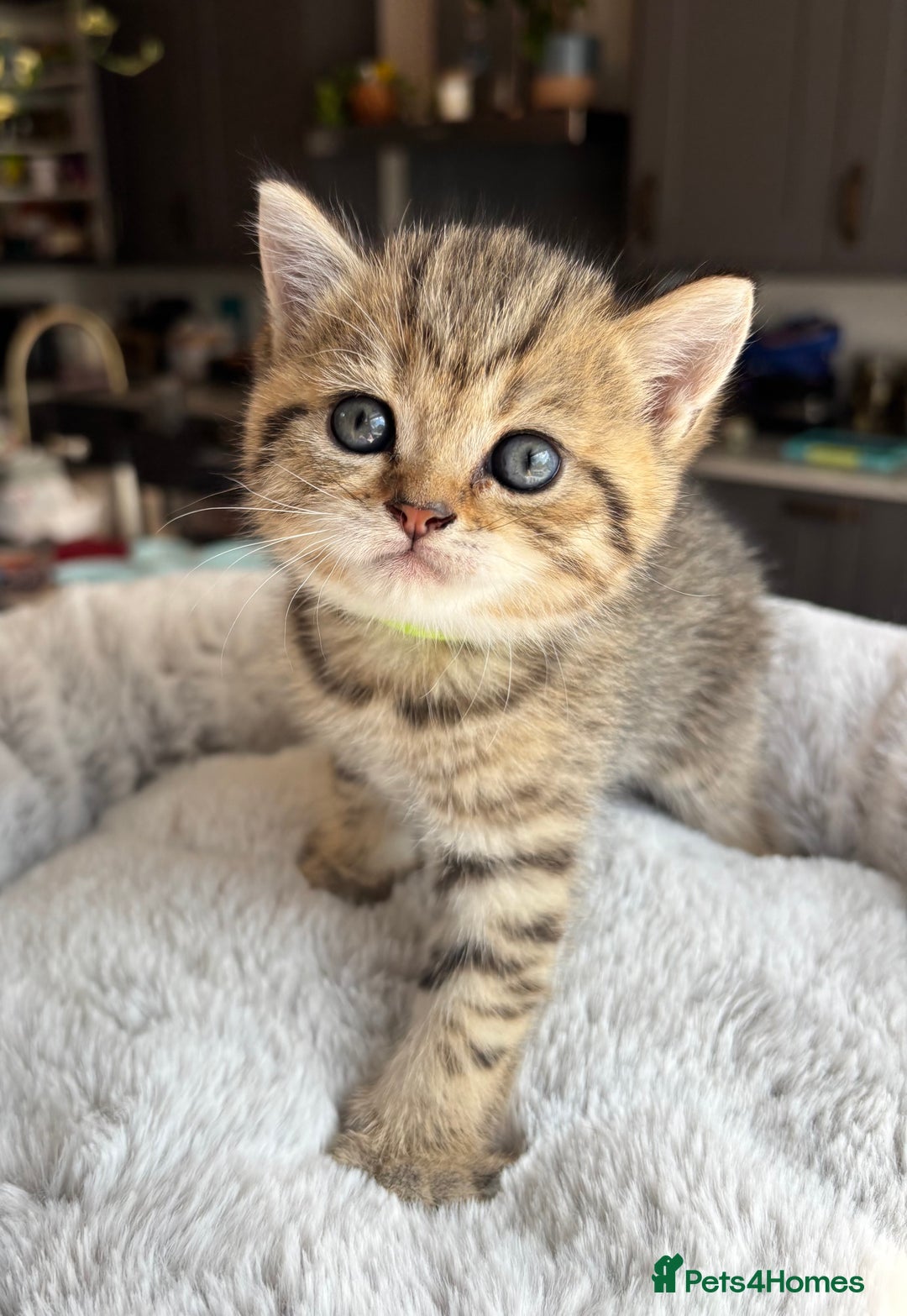 British Shorthair cats for sale: 💎Rare BSH Kittens💎Pedigree Champion Blood Line💎 - Image 19