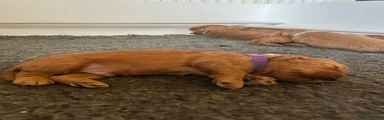 Cockapoo Puppy 3