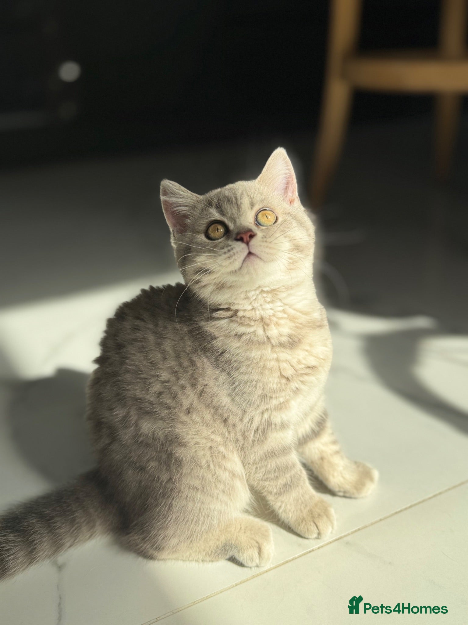 Scottish Fold cats Full pedigree Scottish fold kittens - Advert 1