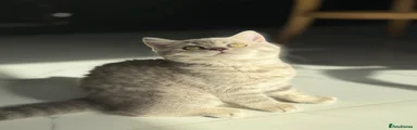 Scottish Fold Kitten 4