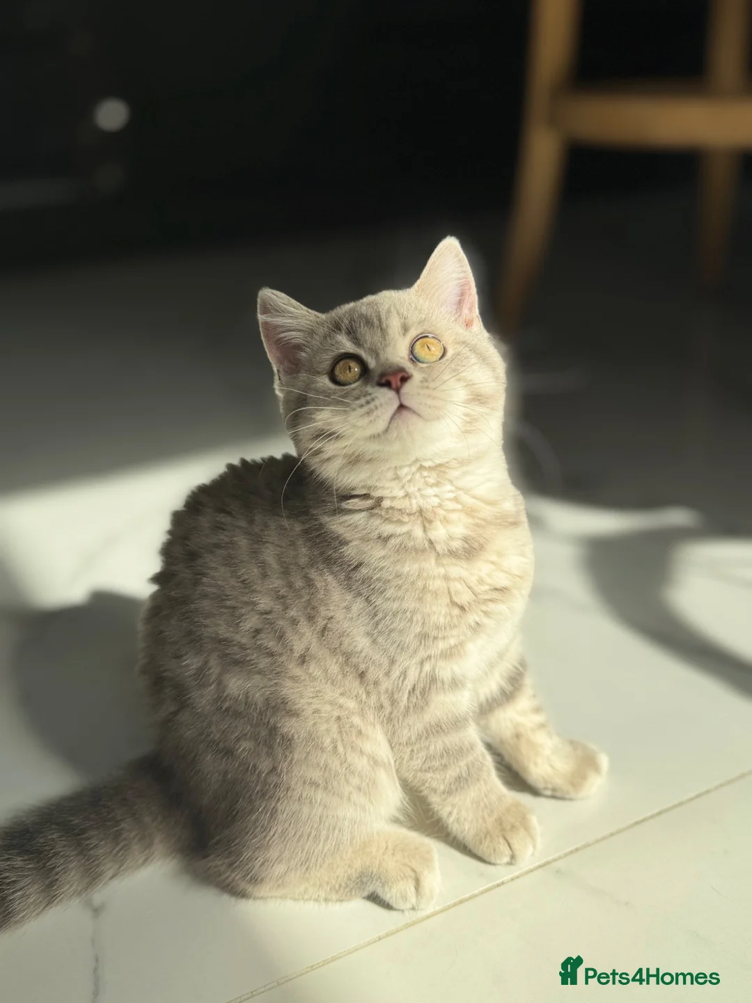Scottish Fold cats for sale: Full pedigree Scottish fold kittens - Advert 1