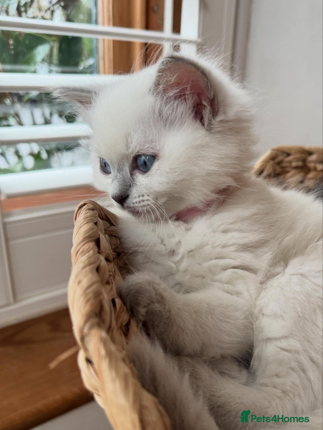 RagaMuffin cats for sale: Beautiful Ragamuffin Kittens - BSH/Ragdoll Cross - Advert 15