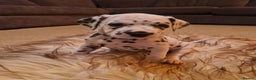 Dalmatian dogs for sale: ❤️Exceptional fully hearing KC Dalmatians❤️ - Advert 9