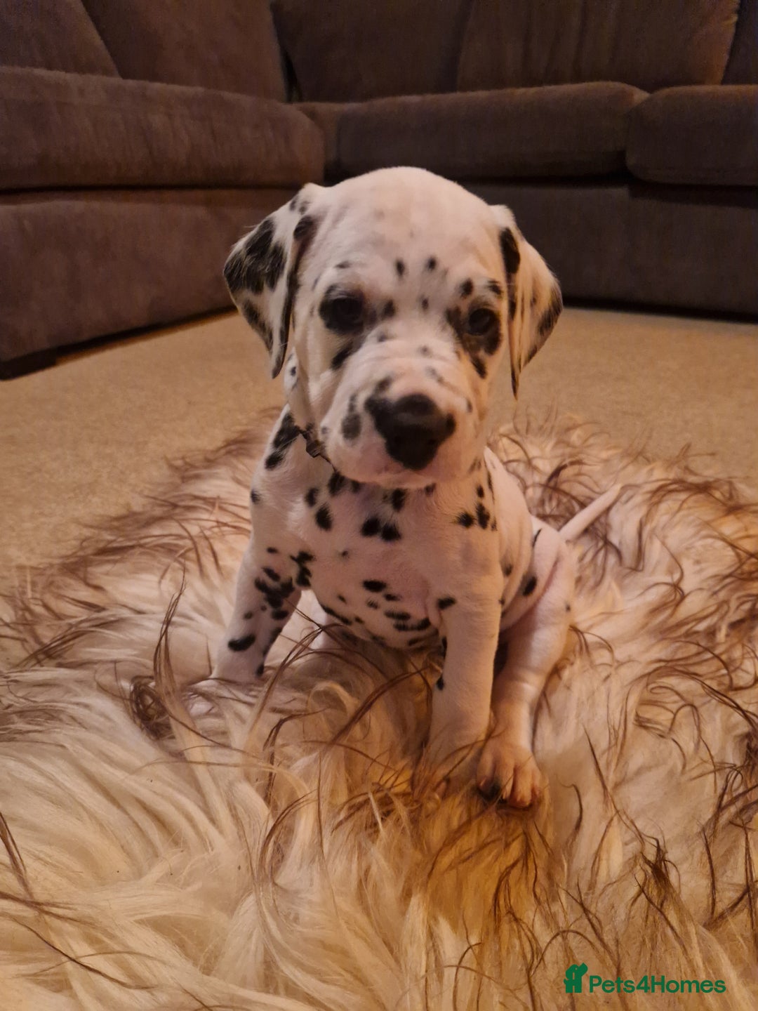 Dalmatian dogs for sale: ❤️Exceptional fully hearing KC Dalmatians❤️ - Advert 9
