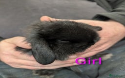 Mini Lop rabbits for sale: Very friendly mini lops! Perfect house bunnies!  - Advert 3