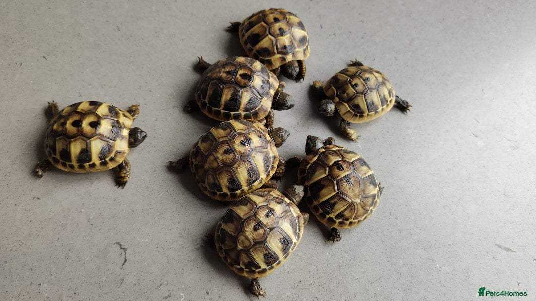 Tortoise reptiles for sale: Hermann Tortoise Hatchlings - Image 2