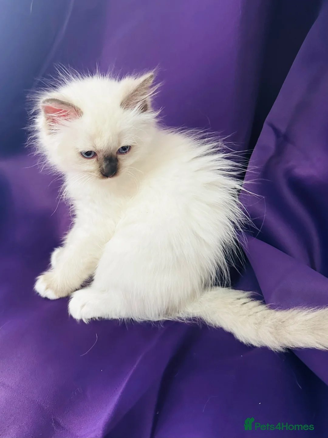 Ragdoll cats for sale: GCCF registered Ragdolls - Advert 13