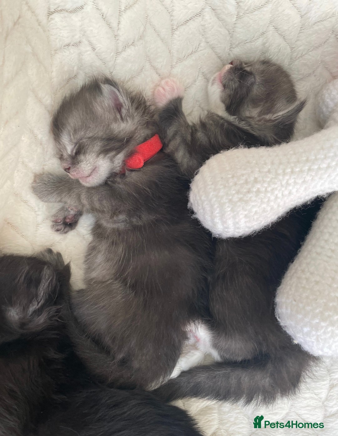 Maine Coon cats for sale: Beautiful Maine coon kittens - Advert 31