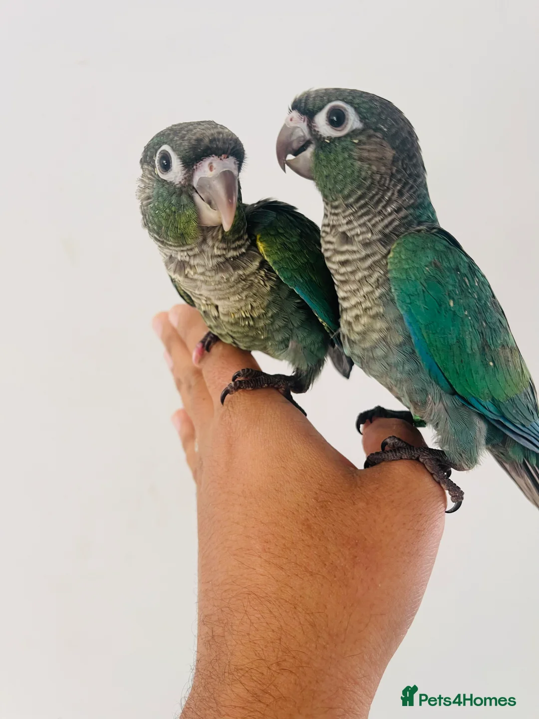 Conures birds for sale: Hand reared conure for sale  - Advert 8