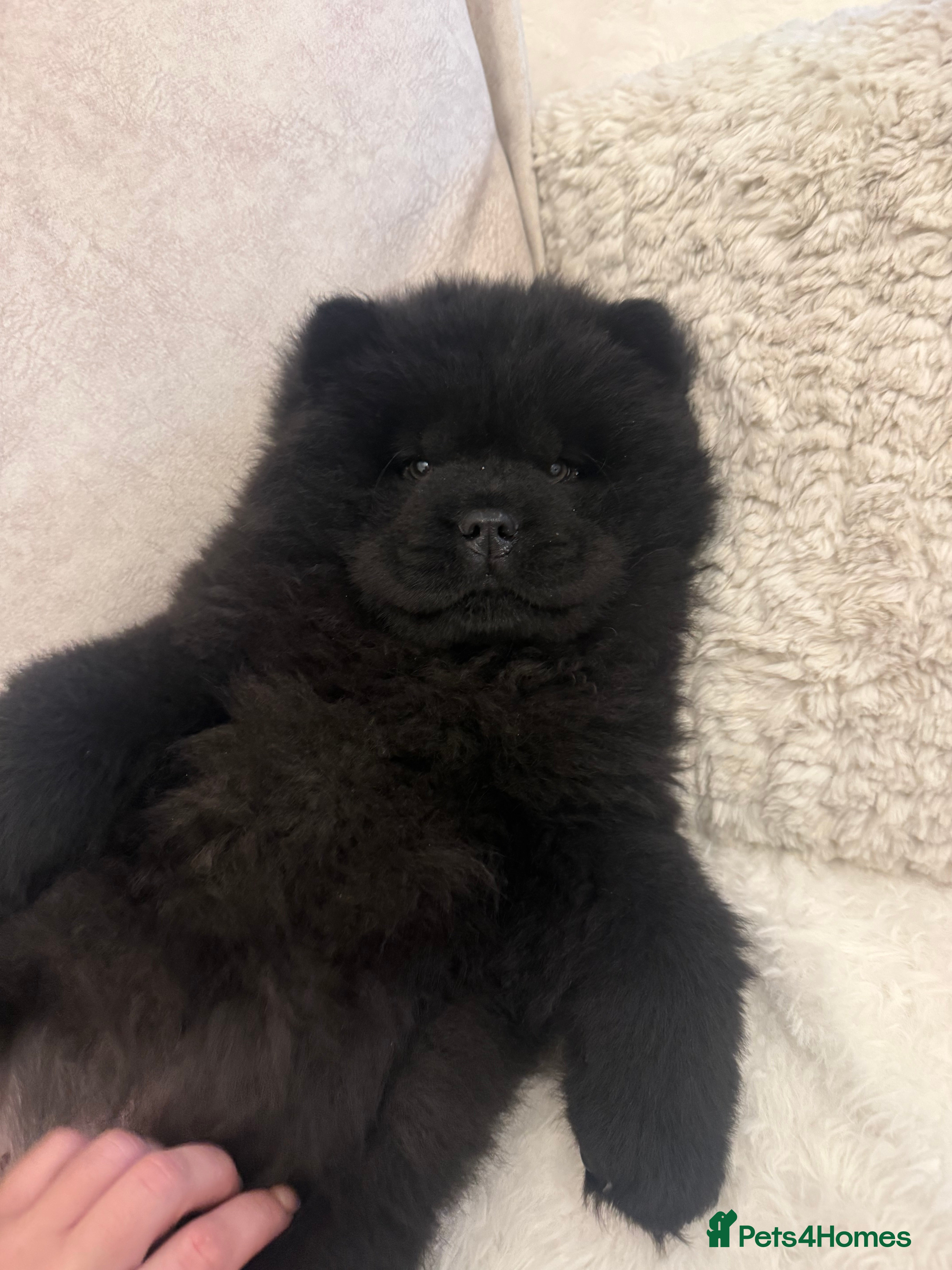 Chow Chow dogs LAST FEMALE £1100!! KC REG! Ready to leave now!!  - Advert 3