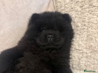 Chow Chow dogs LAST FEMALE £1100!! KC REG! Ready to leave now!! - Advert 3