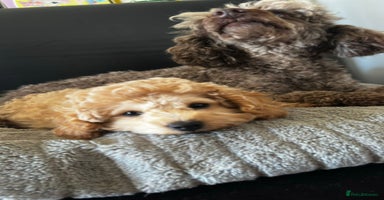 Toy Poodle dogs - Advert 9