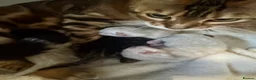 Bengal cats for sale: Stunning TICA Registered Snow Lynx Bengal Kittens - Advert 4
