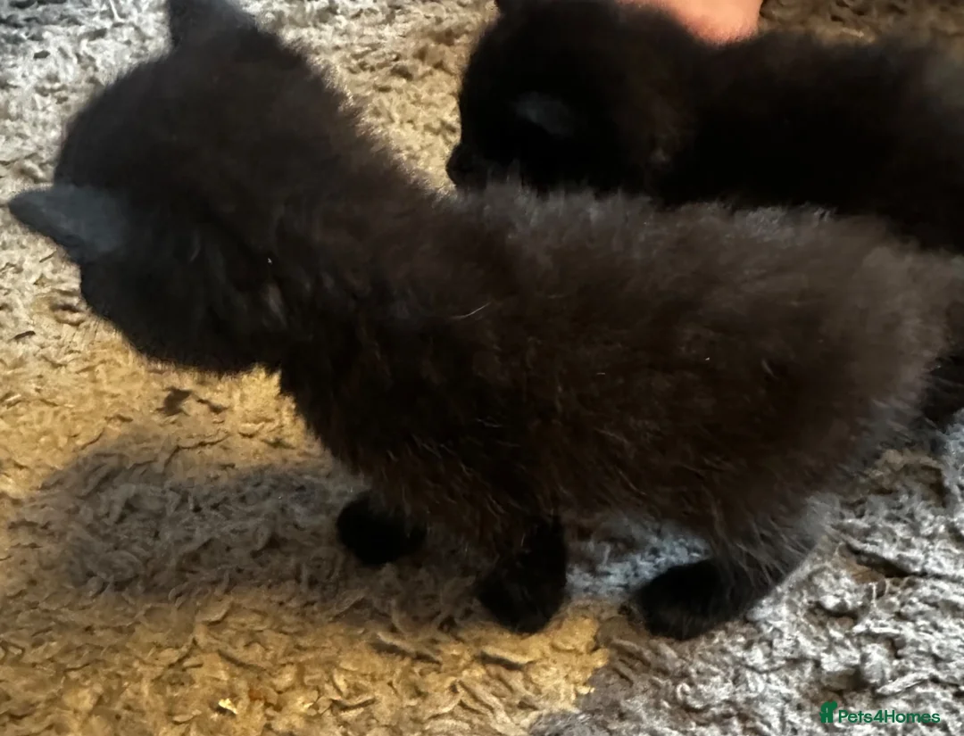 Mixed Breed cats for sale: Beautiful kittens - Advert 11