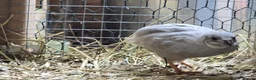 Quail poultry for sale: Chinese Painted Quail - Advert 3
