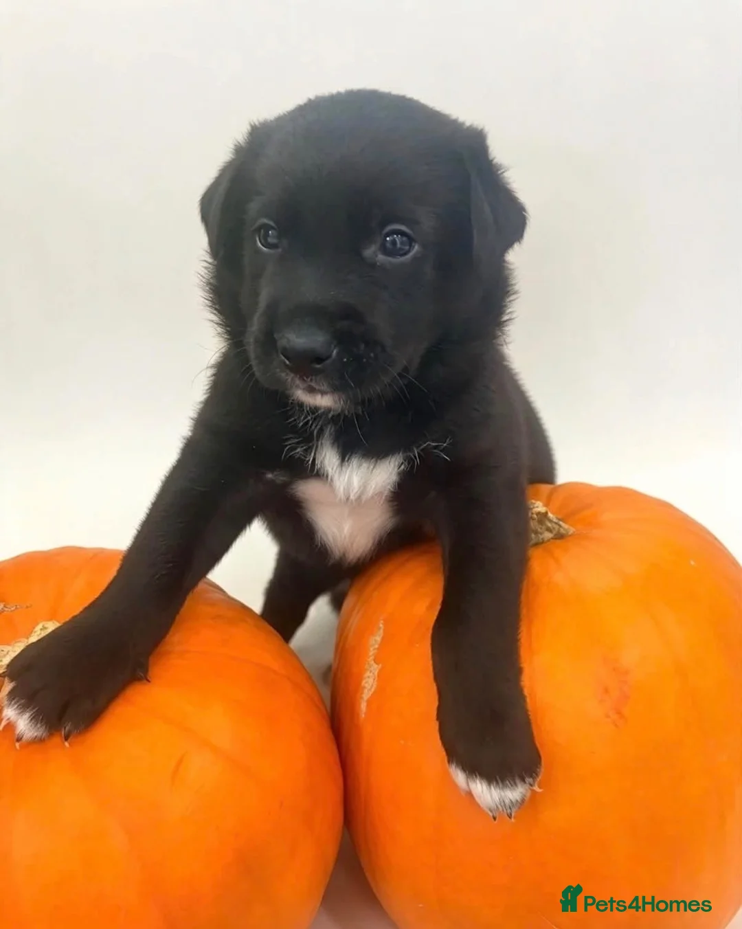 Mixed Breed dogs for sale: Belgian Shepard/ collie in Holyhead - Advert 2