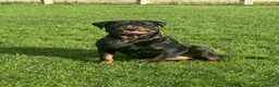 Rottweiler dogs for sale: Show Quality RKC Rottweiler Puppies in Manchester - Advert 10