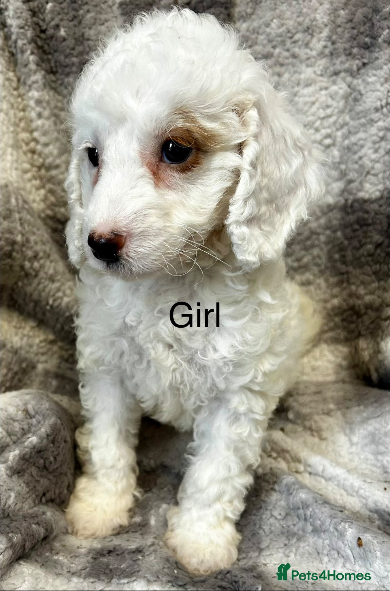 Cockapoo dogs for sale: Stunning f2 cockapoo  - Advert 1