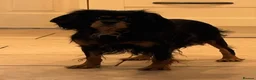 Cavapoo dogs for sale: Cavpoo puppies - Advert 2