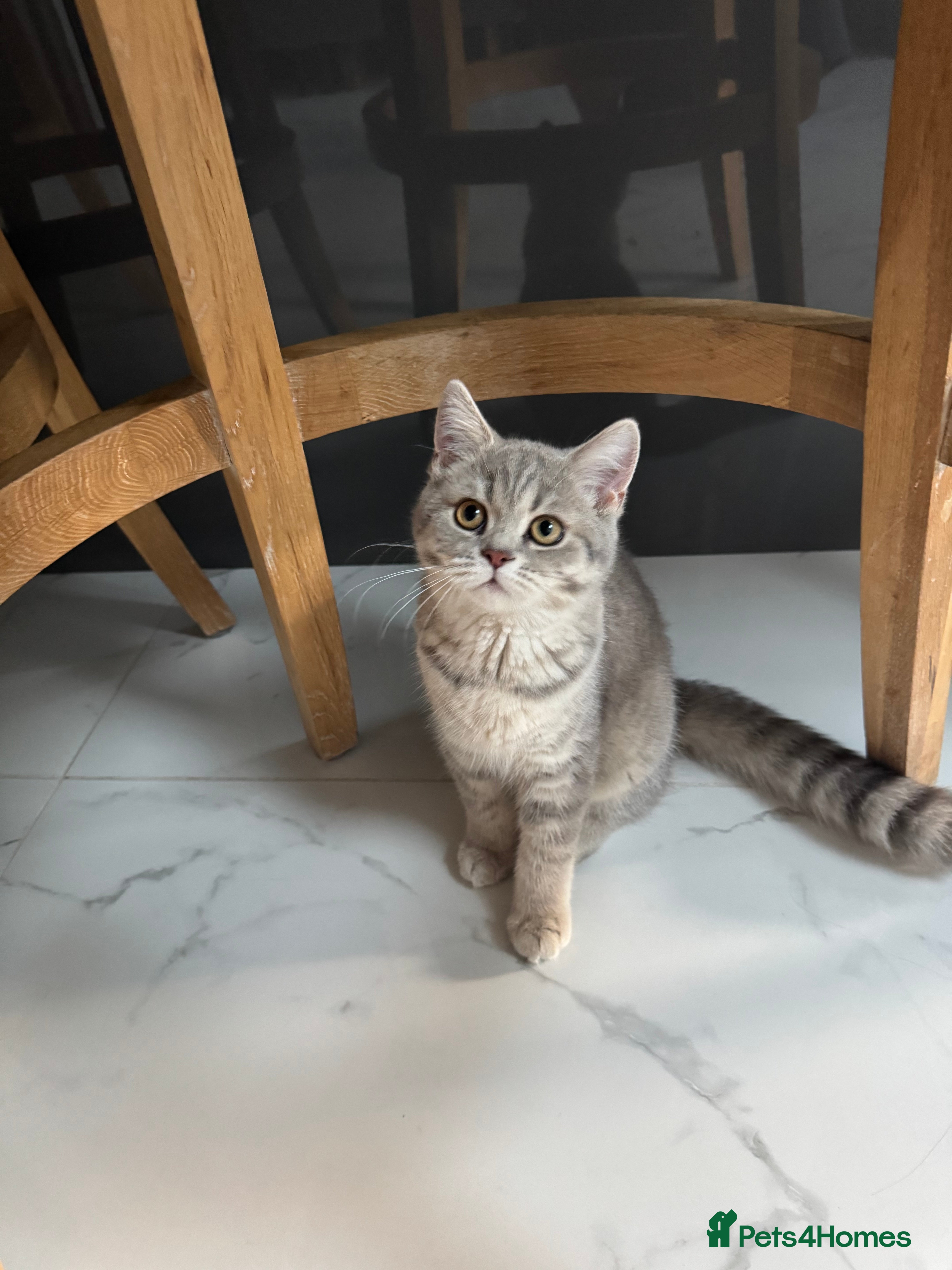 Scottish Fold cats Full pedigree Scottish fold kittens - Advert 2