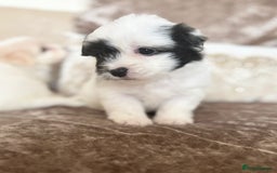Coton De Tulear dogs for sale: Coton de Tulear puppies  - Image 16