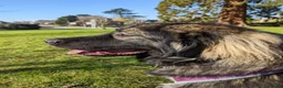 Caucasian Shepherd Dog dogs for sale: 5 year old Caucasian Shepherd dog - Advert 2