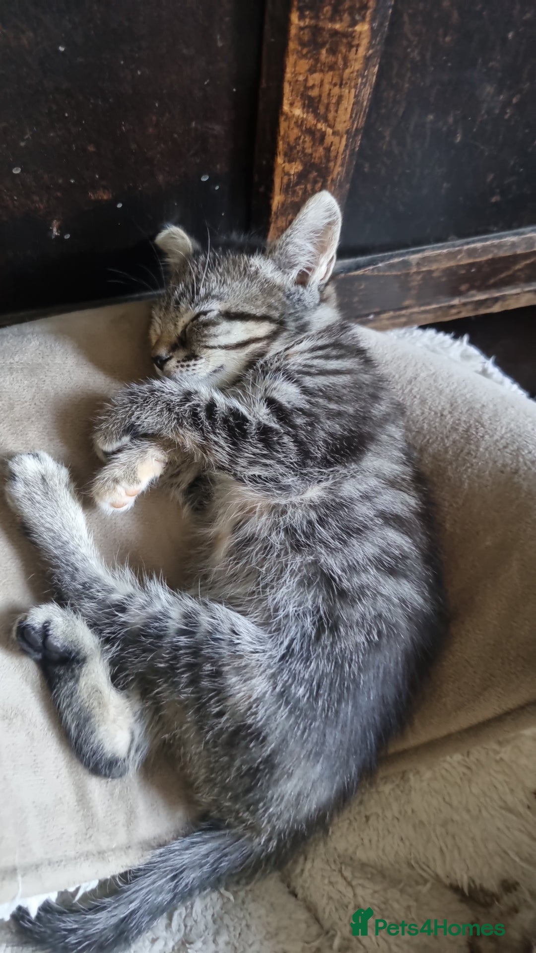 Mixed Breed cats for sale: Kittens ready now - Image 3